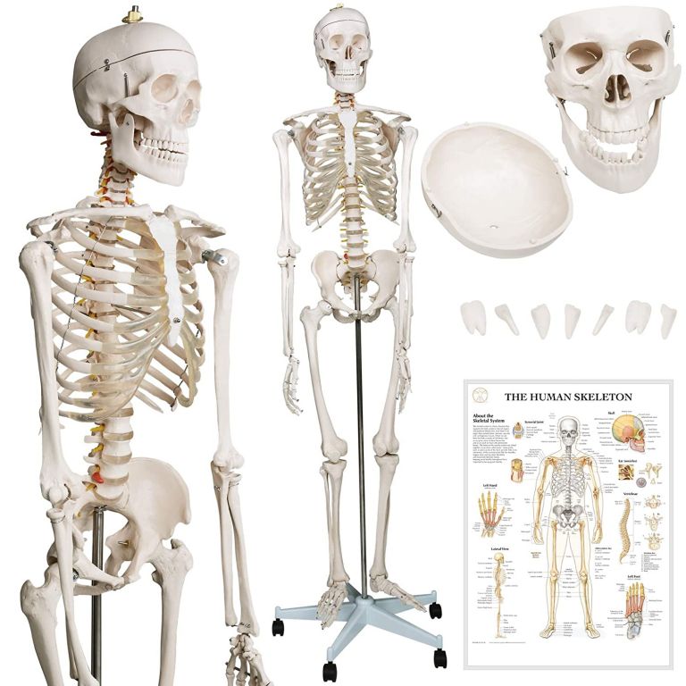 Jago 74072 Kostra lidské anatomie 181