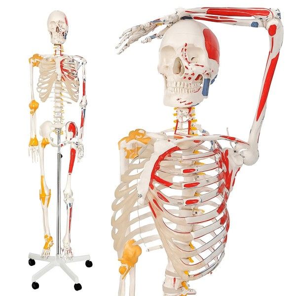 Jago Anatomická kostra se svaly